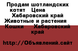 Продам шотландских котят › Цена ­ 6 000 - Хабаровский край Животные и растения » Кошки   . Хабаровский край